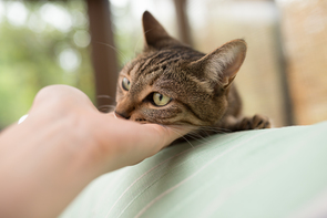 猫と暮らせる住まいを考える－（その3）最後に問われる飼い主の愛情