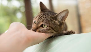 猫と暮らせる理想の住まいを考える