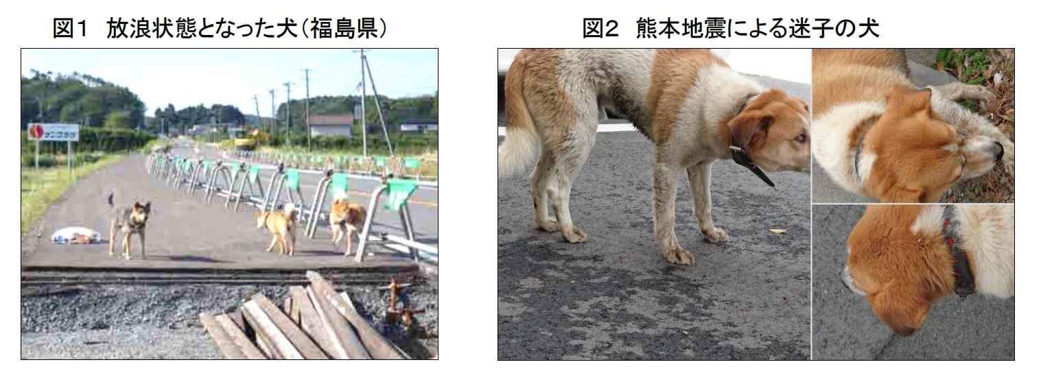 図１　放浪状態となった犬（福島県）/図２　熊本地震による迷子の犬
