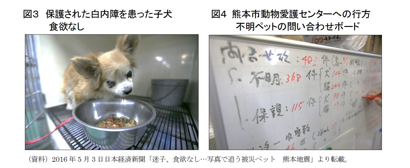 図３　保護された白内障を患った子犬　食欲なし/図４ 熊本市動物愛護センターへの行方不明ペットの問い合わせボード