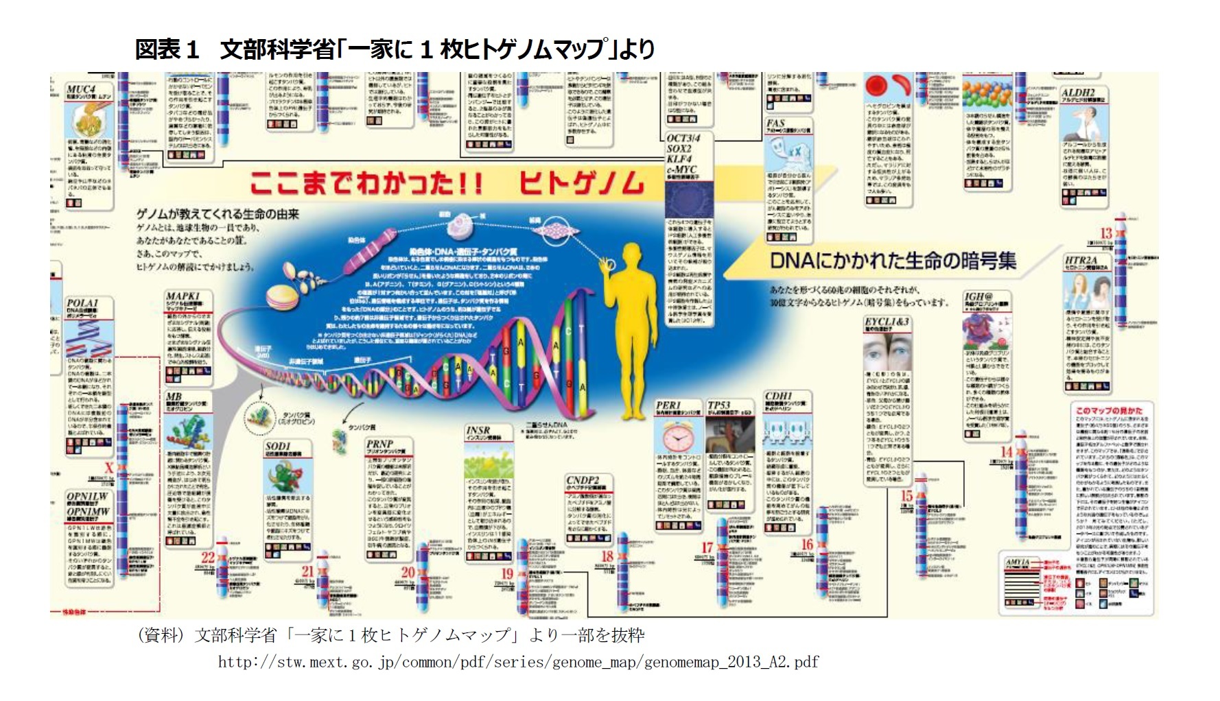 図表1 文部科学省「一家に1枚ヒトゲノムマップ」より