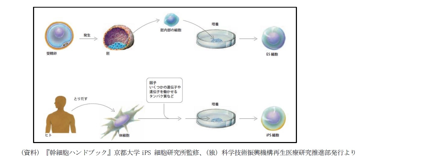 ＥＳ細胞とｉＰＳ細胞