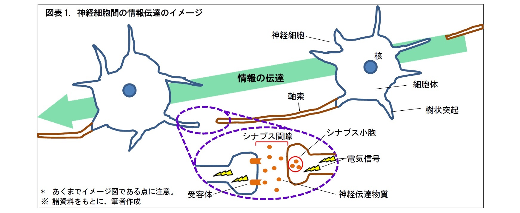 図表1. 神経細胞間の情報伝達のイメージ