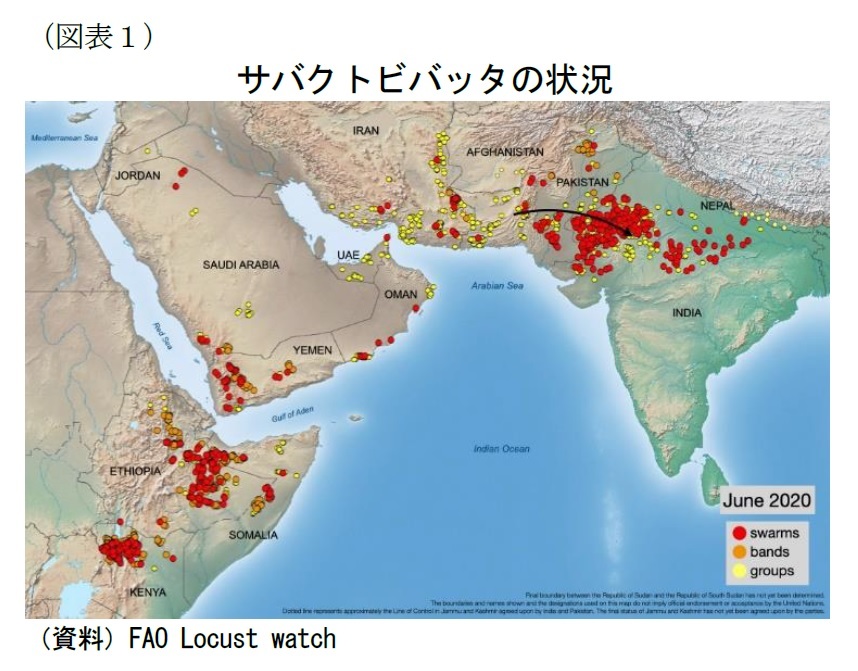 現在地 バッタ 大群