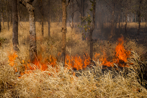 森林火災リスクの高まり－火災のモデル設計をどう進めるか
