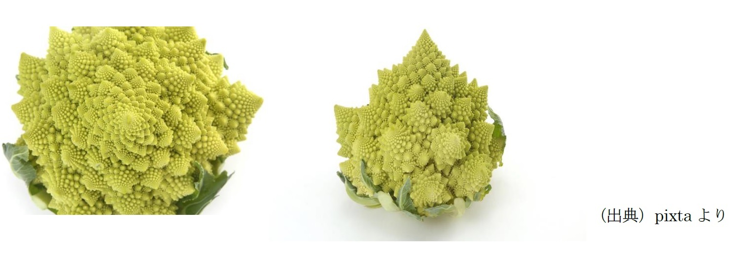 フラクタルは自然界でも多く観測されるって知っていますか 植物や各種の地形にも多くみられる ニッセイ基礎研究所 フラクタルは自然界でも多く観測されるって知っていますか 植物や各種の地形にも多くみられる ニッセイ基礎研究所