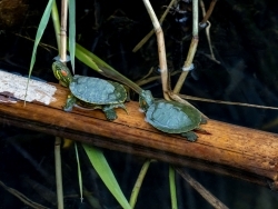 条件付特定外来生物の規制の開始－6月1日から、アカミミガメとアメリカザリガニは、野外に放してはいけない。