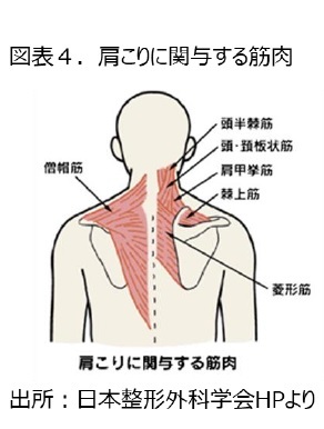図表４.肩こりに関与する筋肉