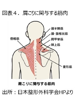 図表4.肩こりに関与する筋肉
