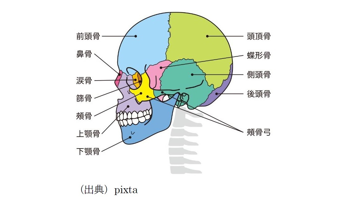 人間の頭蓋骨