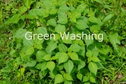 金融分野におけるグリーンウォッシングの規制にむけて(欧州)-EIOPAと欧州保険協会の意見表明