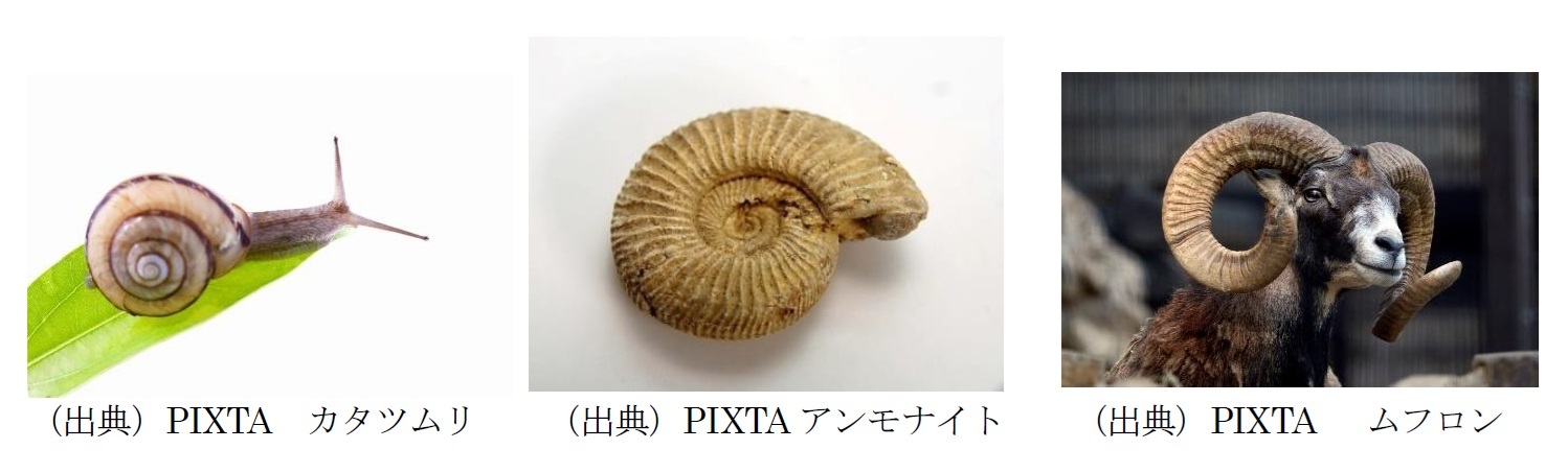 カタツムリ・アンモナイト・ムフロン