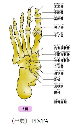 人間の片足の骨