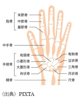 人間の手の骨の数